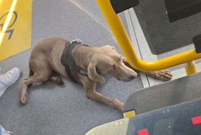 Hond Lana uit Eindhoven na busavontuur wéér alleen op pad: bezoekje aan de McDonald’s