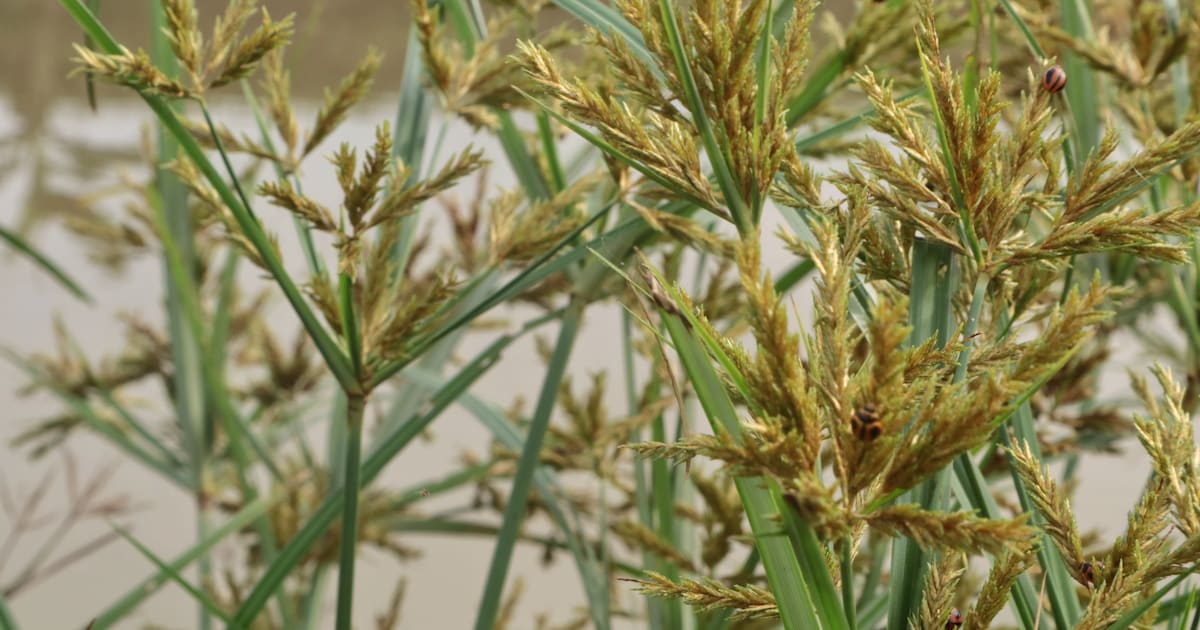 Dit onkruid kan landbouwpercelen jaren buiten gebruik stellen: knolcyperus nu aangetroffen in Bladel