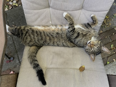 Heb jij Bartje, Tijger of Hera gezien? Deze vier huisdieren worden in Tilburg vermist