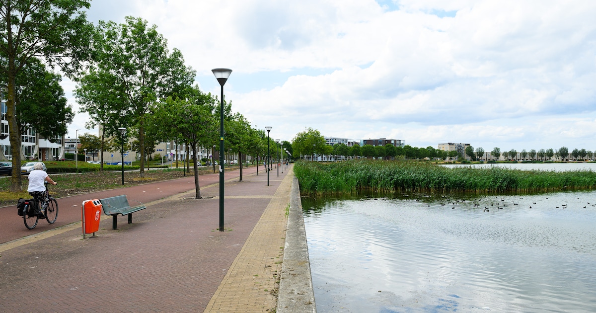 Bezem en schop in plaats van poepstofzuiger: Bergen op Zoom ruimt ganzenpoep rond Binnenschelde nu e