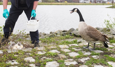 Ze poepen op de stoep en gakken je uit je slaap: hoe pak je de overlast van ganzen aan?