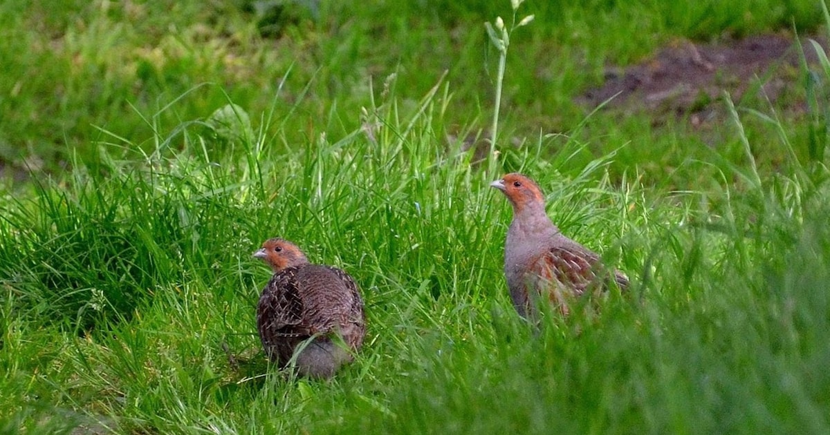 IVN De Kempen houdt wandeling door Rouwenbogtse Akkers in Reusel