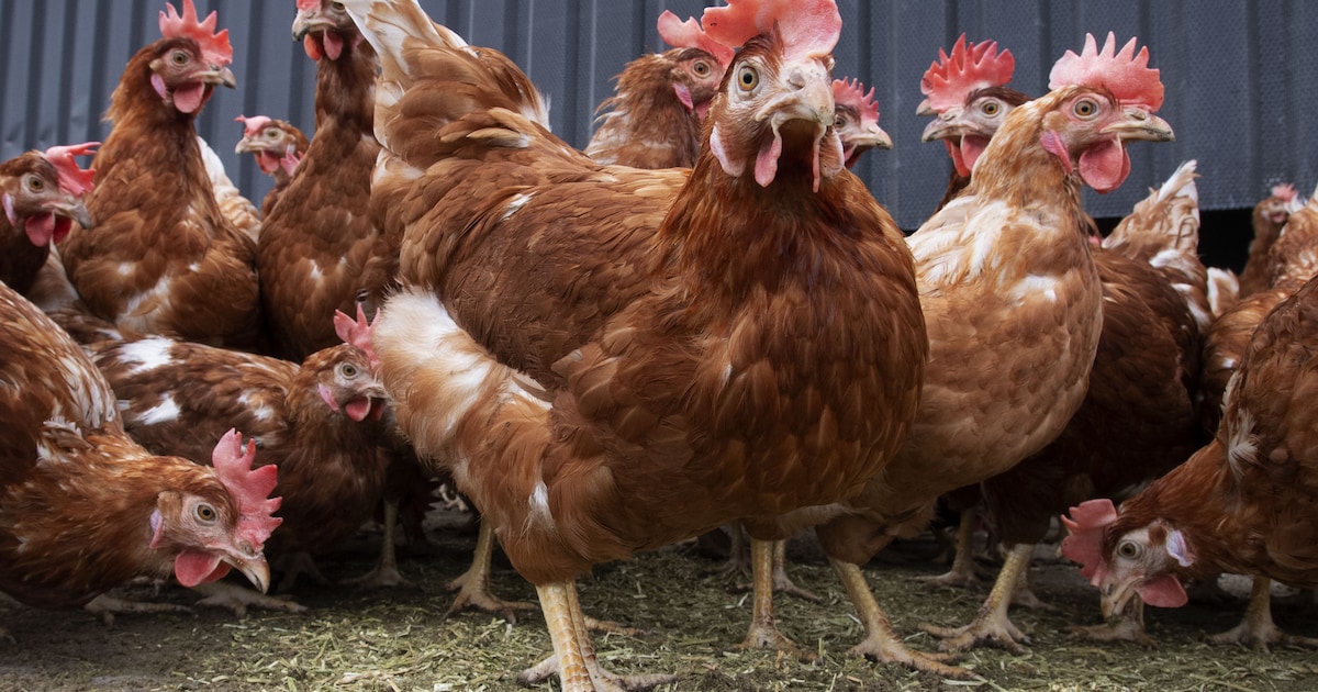 Vogelgriep vastgesteld op pluimveebedrijf in Ysselsteyn: 153.000 dieren geruimd