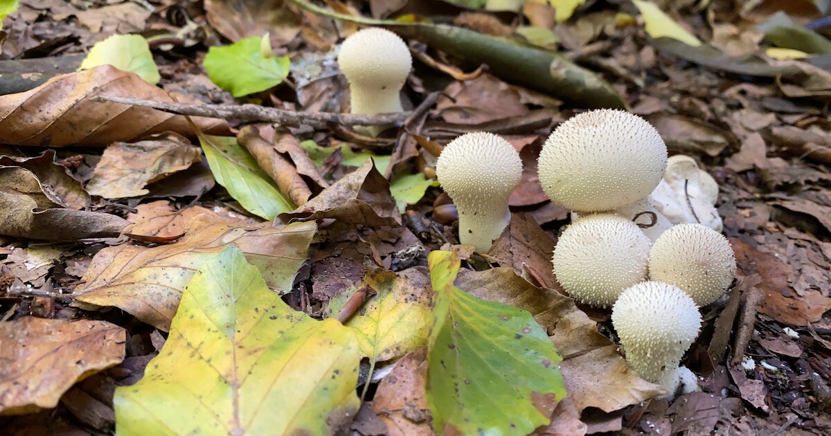 Winterwandeling in Vresselsbos met IVN Best