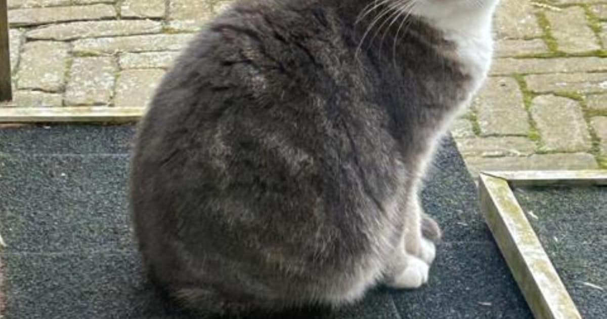 Heb jij Bessie gezien? Dit huisdier wordt in Oirschot vermist