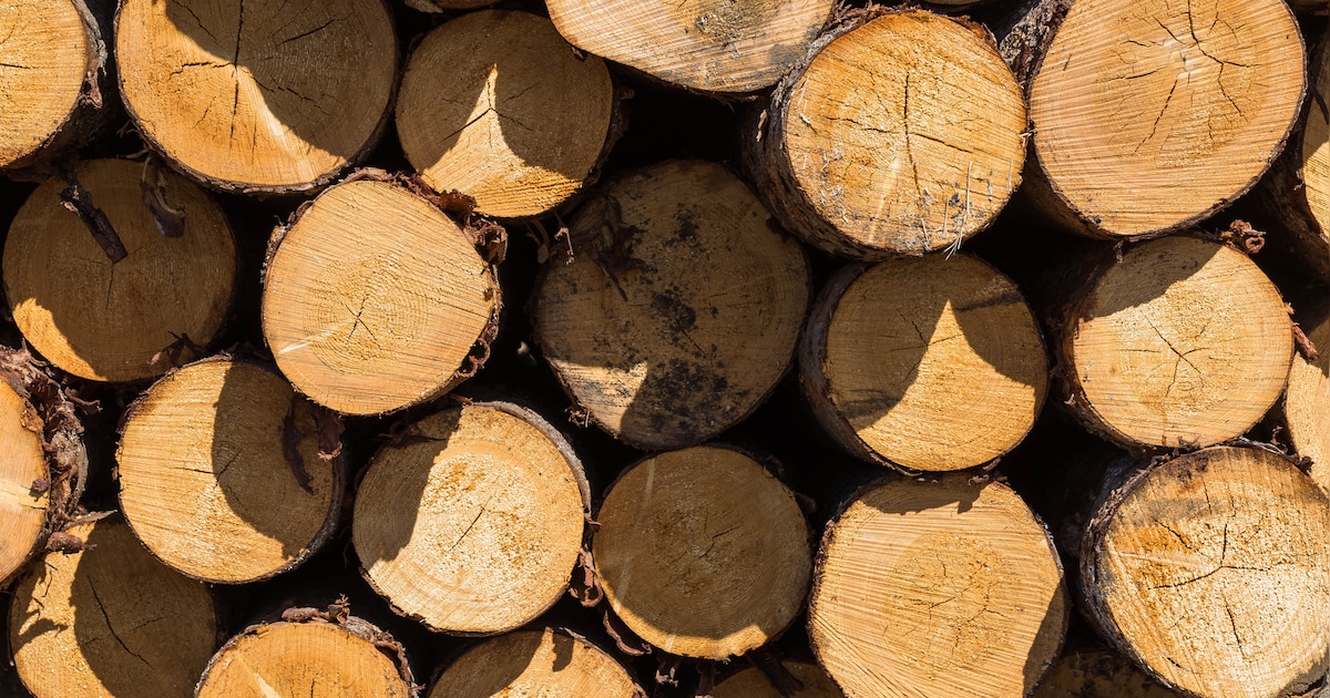 HSV ’t Tipke kapt gevaarlijke bomen bij kleine vijver in Cranendonck