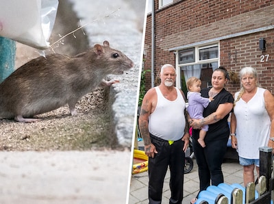 Ratten jagen jong gezin het huis uit: ‘Soms hoorde je continu het getrippel over het plafond’