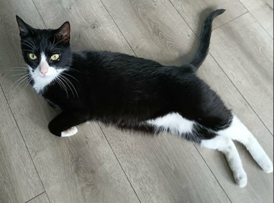 Heb jij Lavi, Jimmy of Baco gezien? Deze negen huisdieren worden in Den Bosch vermist