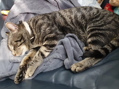 Heb jij Elijah, Noodle of Kiwi gezien? Deze 15 huisdieren worden in Den Bosch vermist
