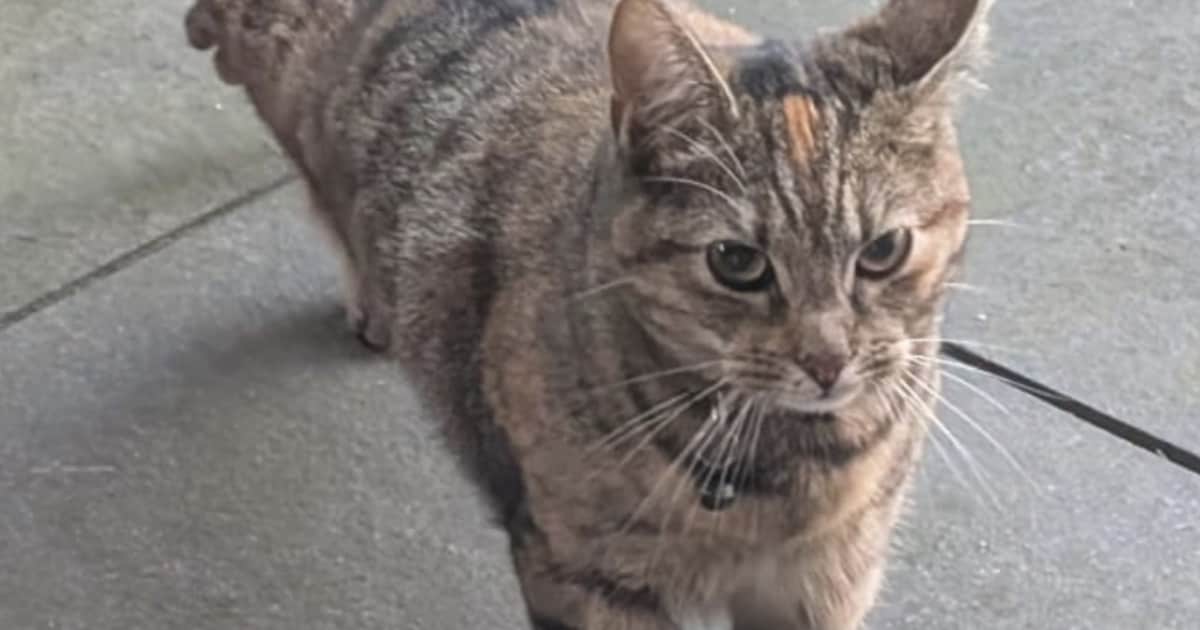 Heb jij Coco gezien? Dit huisdier wordt in Heeze-Leende vermist
