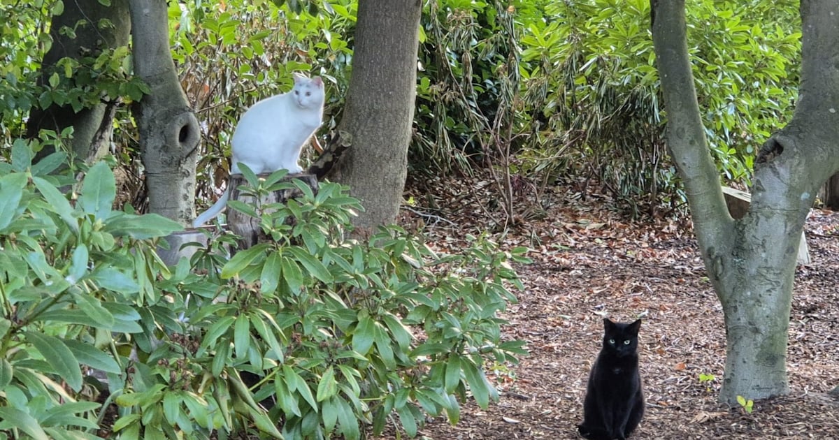 Heb jij Poes gezien? Dit huisdier wordt in Bergeijk vermist
