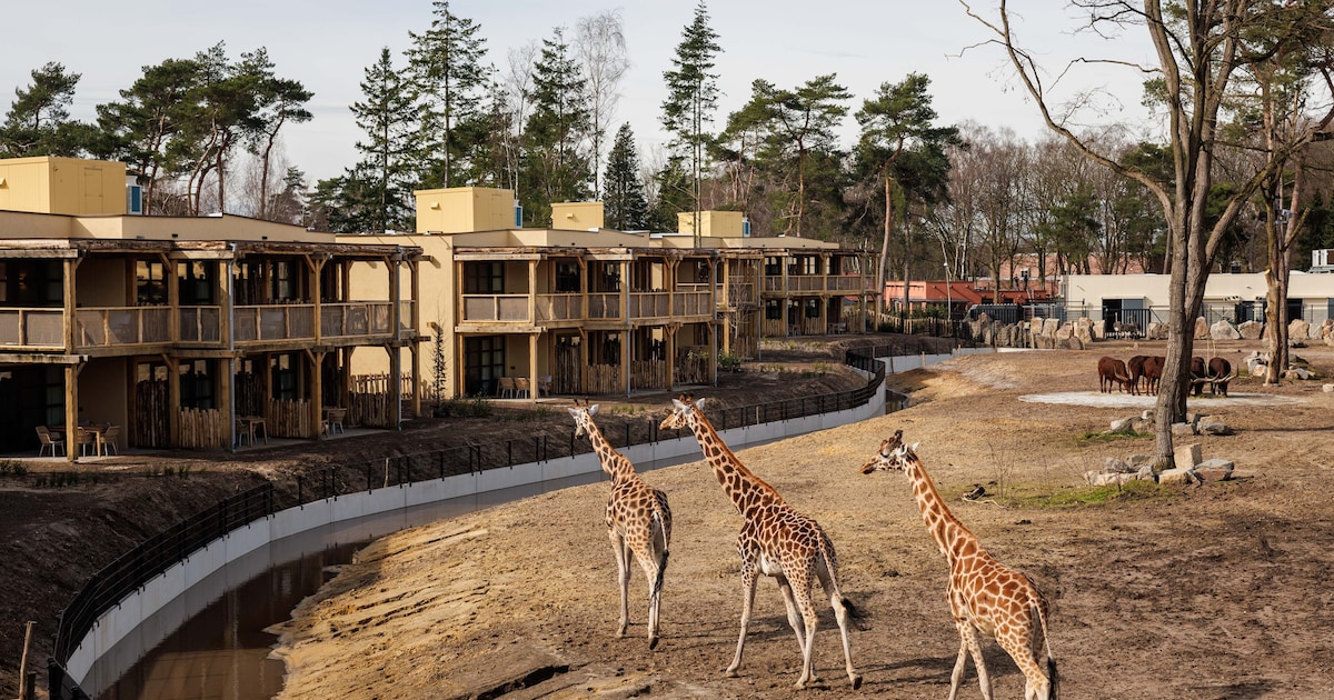 ‘Schaamteloos’ en ‘onbetrouwbaar’: herrie rond een miljoenendeal over Beekse Bergen