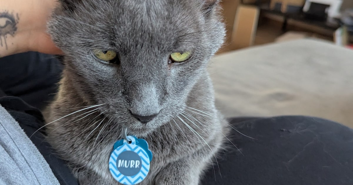 Heb jij Ivy of Murr gezien? Deze twee huisdieren worden in Veldhoven vermist