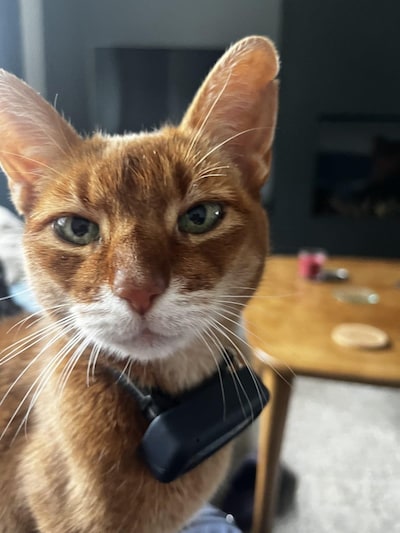 Heb jij Luna of Lucy gezien? Deze twee huisdieren worden in Veldhoven vermist