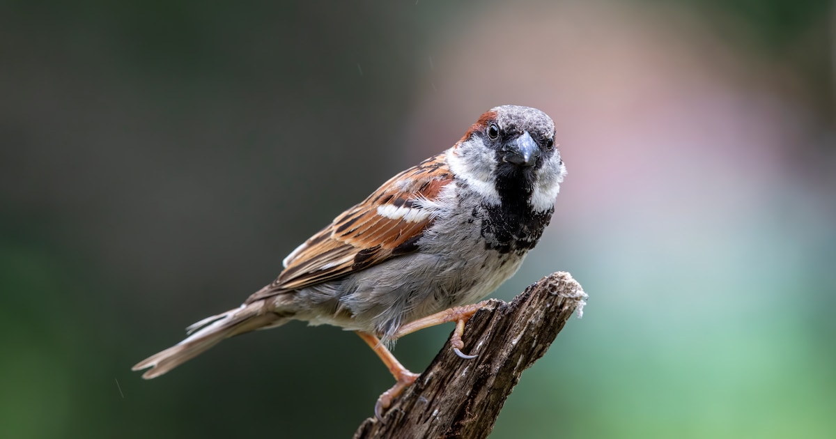 Start onderzoek naar beschermde diersoorten in bebouwde kom Oirschot