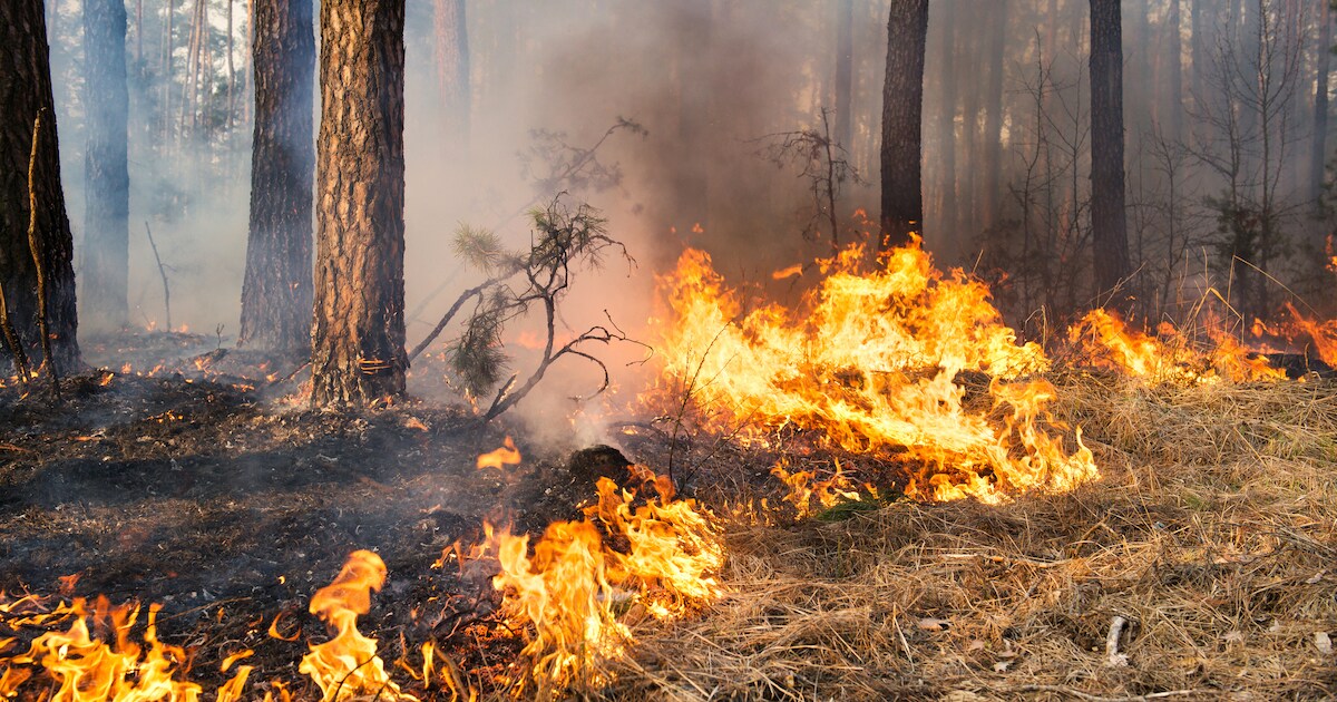 Budelse brandweer krijgt versterking uit regio bij bestrijden bosbrand