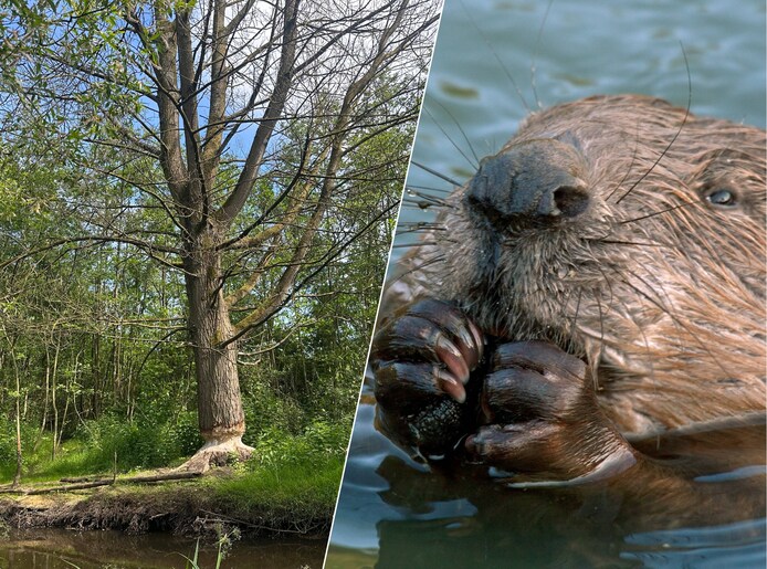 Beschermde bevers knagen aan bomen in Aalst, maar bouwplannen Ekenrooi ...