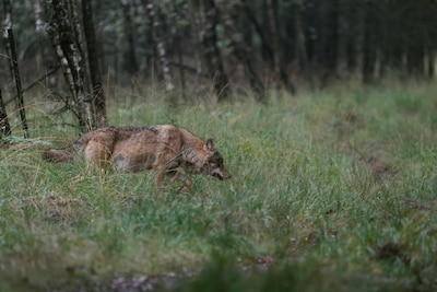 Zoekactie naar vermiste man op Veluwe gestaakt vanwege aanwezigheid wolven