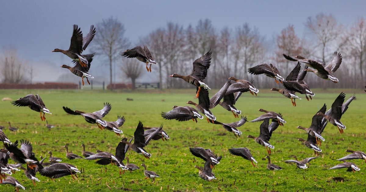 Dieren beschadigen gewassen? Eerder wij de dieren, zegt Kees uit Wintelre