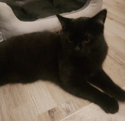 Heb jij Pandora, Tommy of Kara gezien? Deze drie huisdieren worden in Tilburg vermist