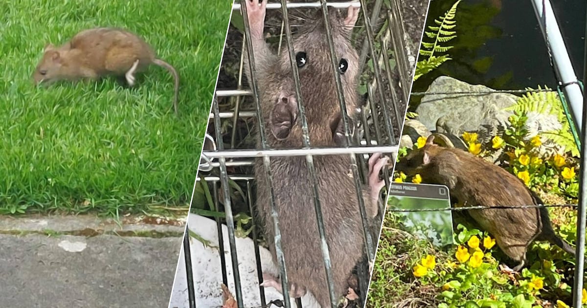 Sequoia en vijver sneuvelen in strijd tegen ratten; Hennie en Yvonne ...