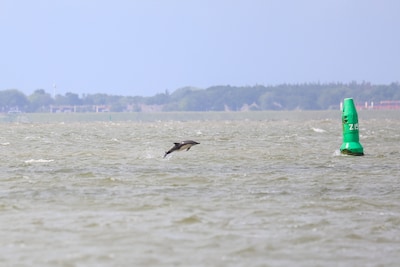 Bijzonder bezoek voor de kust: moederdolfijn en kalf houden 