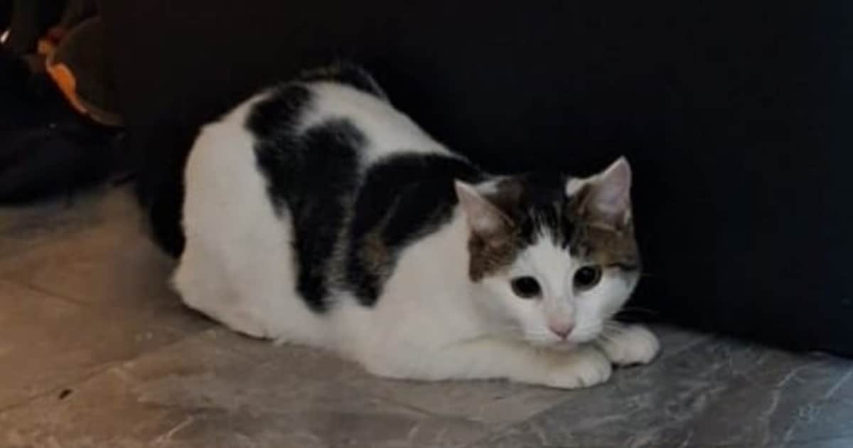 Heb jij Sisi gezien? Dit huisdier wordt in Gemert-Bakel vermist