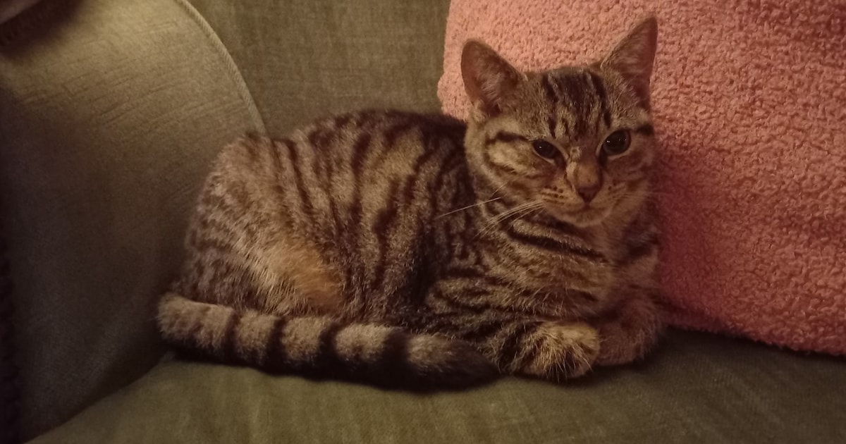 Heb jij Cyber, Pip of Pippi gezien? Deze vier huisdieren worden in Veldhoven vermist