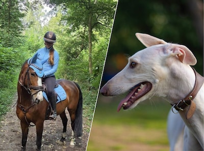 Als Emma (15) rit maakt op paard, wordt ze aangevallen door happende honden: ‘Baasjes scholden me verrot’