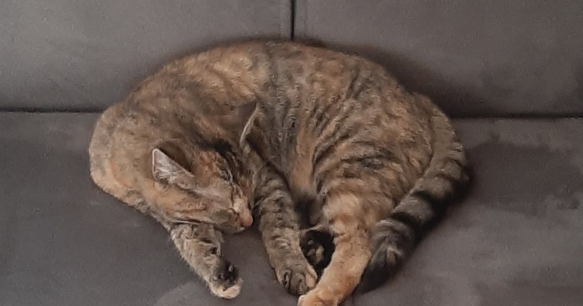 Heb jij Muis of Vlekkie gezien? Deze twee huisdieren worden in Bladel vermist
