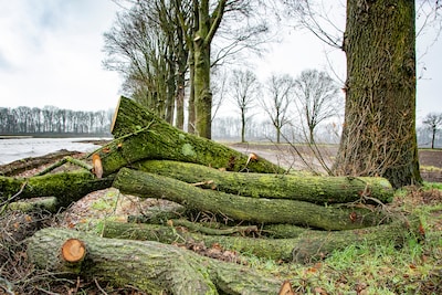 Forse snoei of gewoon vernieling? Onafhankelijk onderzoek moet duidelijkheid geven over omstreden sn