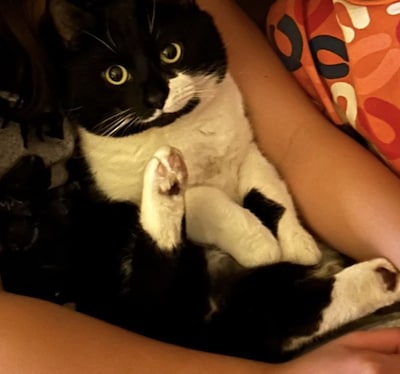 Heb jij Jacky, Sky of Rio gezien? Deze 15 huisdieren worden in Eindhoven vermist