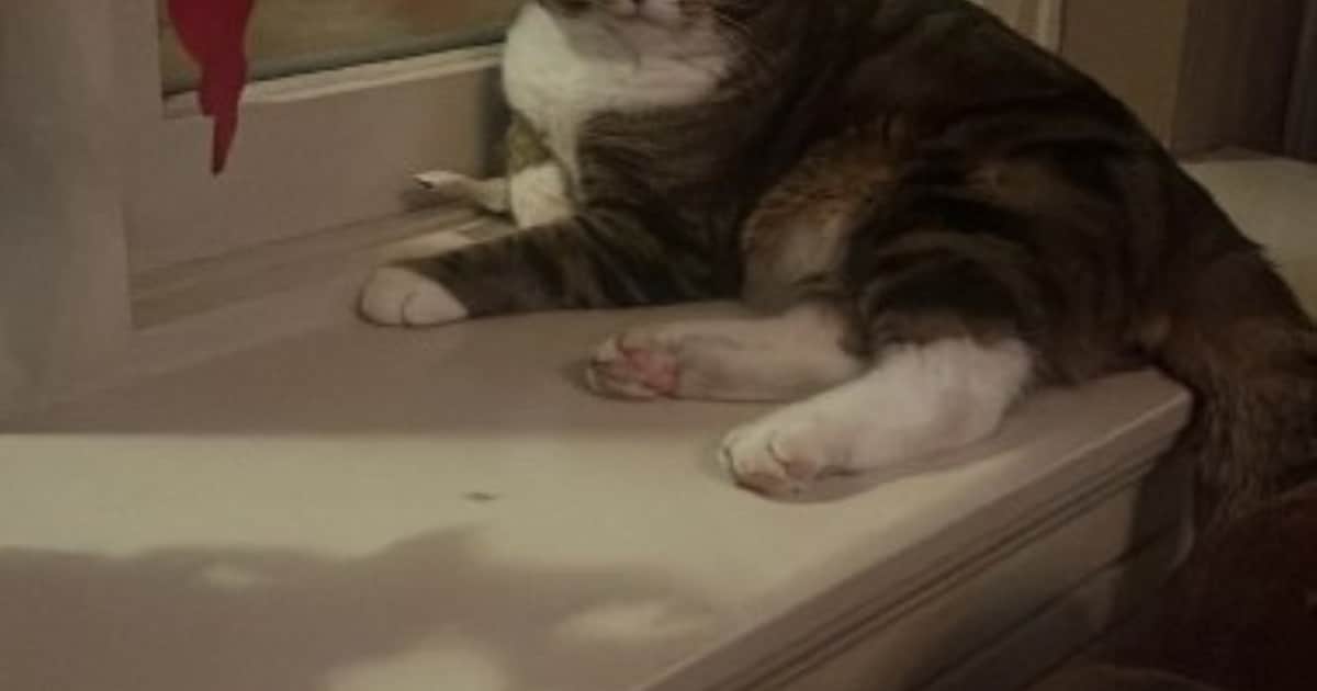 Heb jij Nino gezien? Dit huisdier wordt in Nuenen, Gerwen en Nederwetten vermist