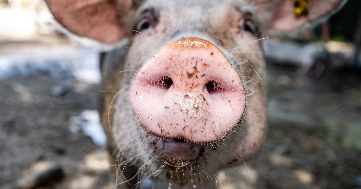 Van 4000 naar bijna 6900 varkens: nieuwe stal in De Rips lijkt slim, maar er zijn beren op de weg