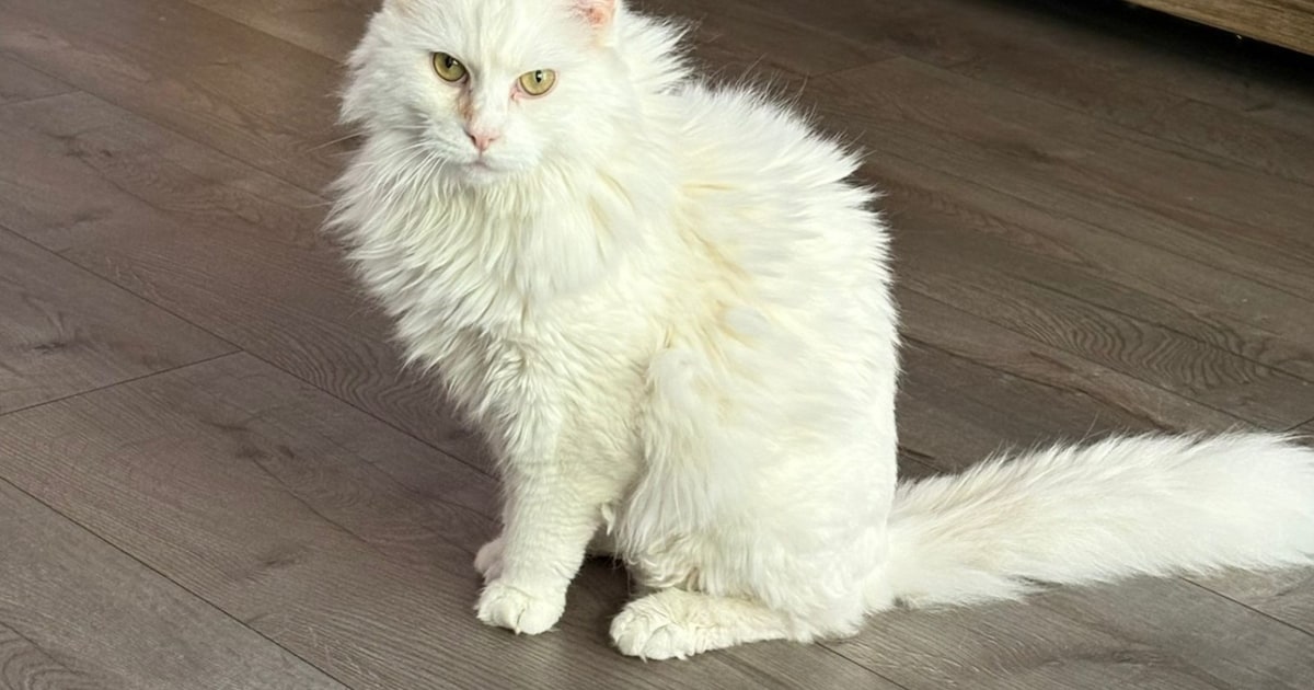 Heb jij Jingles of Loki gezien? Deze twee huisdieren worden in Veldhoven vermist