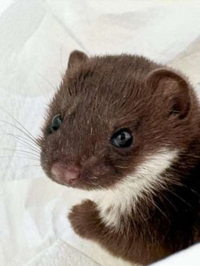 Daar flitst warempel een ouderwetse bolknak de weg over