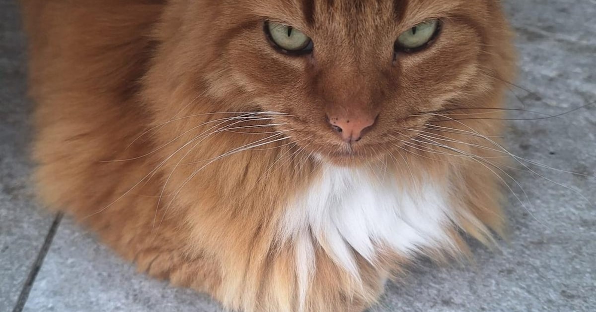 Heb jij Goose gezien? Dit huisdier wordt in Best vermist