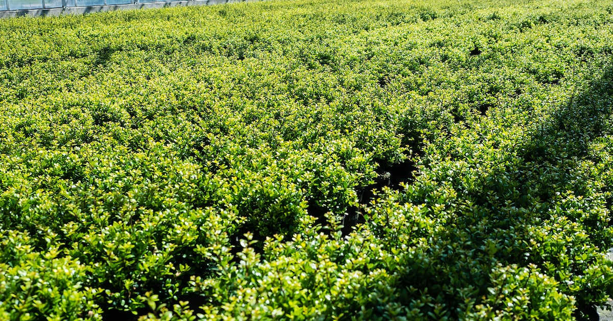 Buurman Gemertse buxuskweker stapt naar rechter: ‘Geen agrarisch bedrijf’