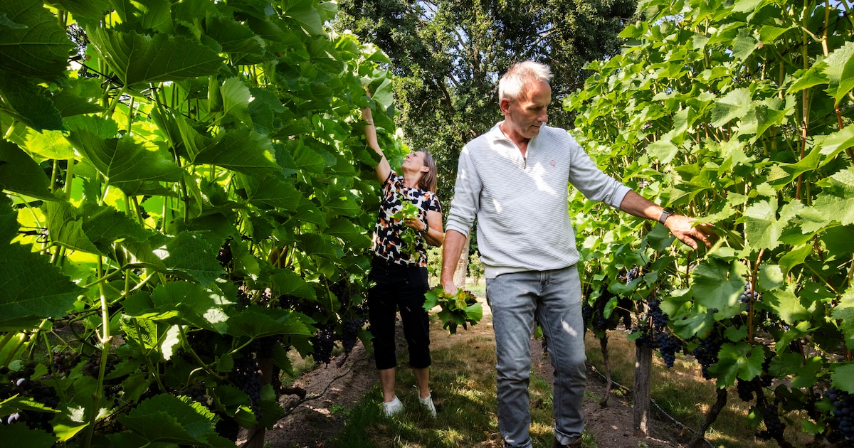 In het hart van Riethoven ligt het wijnwalhalla van Anita (63) en René (64): ‘Ben eigenlijk een bier