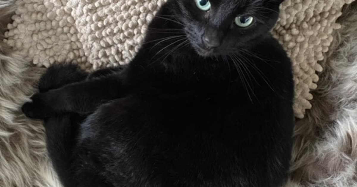 Heb jij Lola gezien? Dit huisdier wordt in Bergeijk vermist