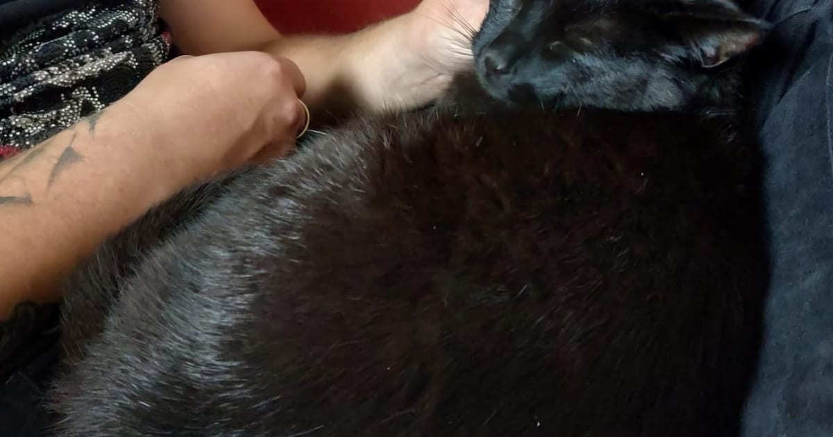 Heb jij Trubbel gezien? Dit huisdier wordt in Deurne vermist