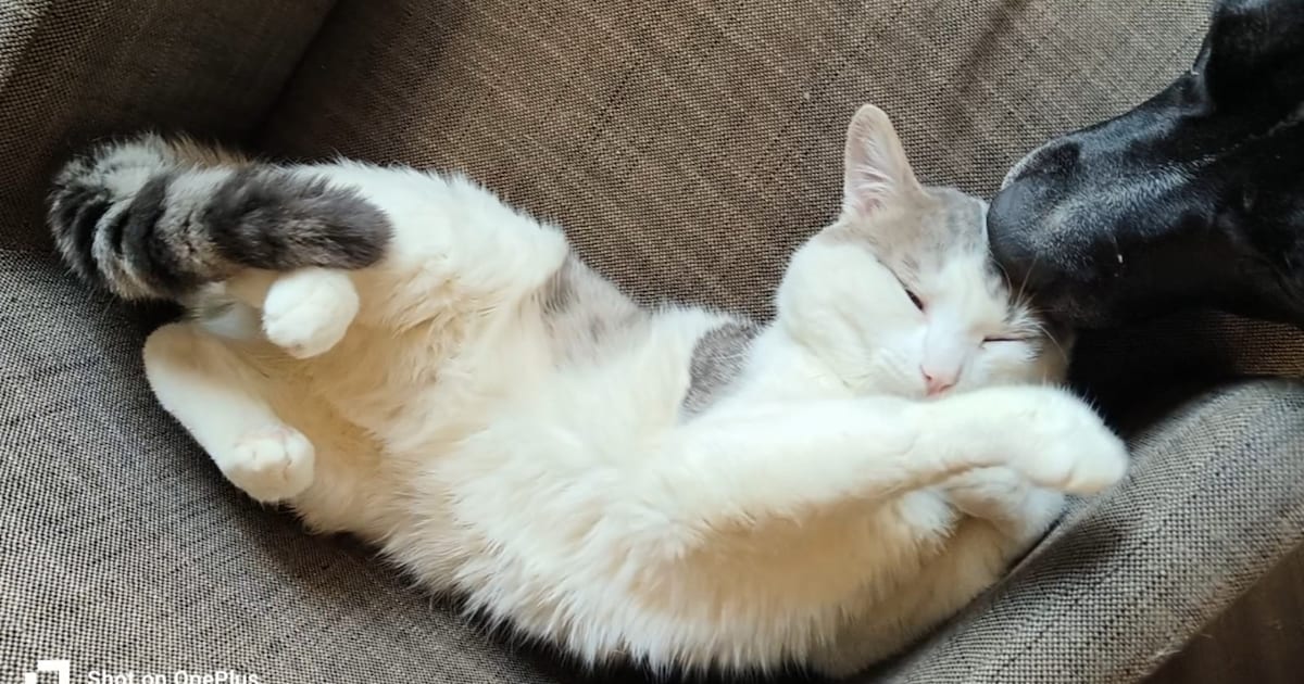 Heb jij Mellow gezien? Dit huisdier wordt in Gemert-Bakel vermist