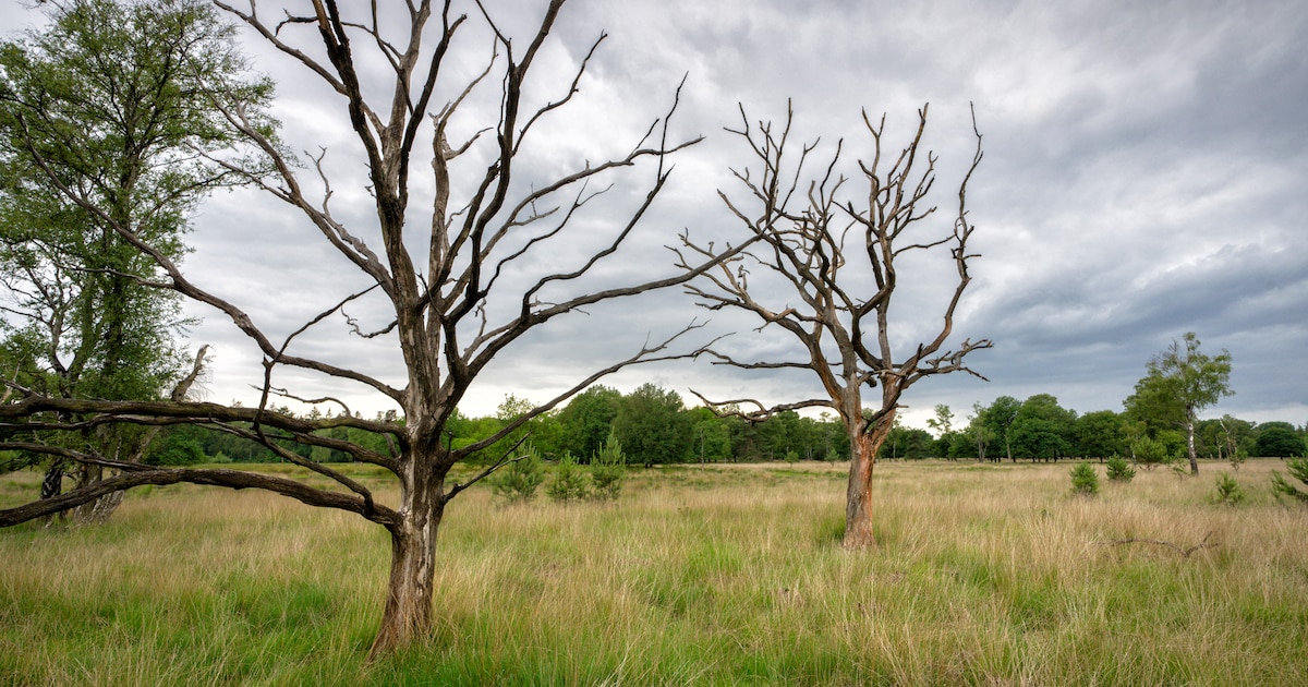 Ontdek de Oisterwijkse natuur: wandel met IVN-gids