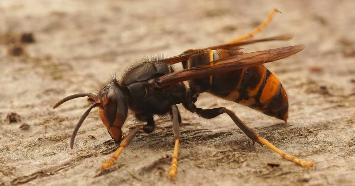 Nieuwe aanpak Aziatische hoornaar in Deurne vanaf dit voorjaar