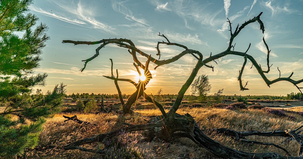 Piet den Besten vertelt bij IVN Mierlo over natuur op de Strabrechtse Heide