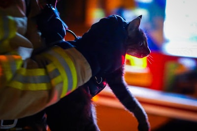 Katten op het nippertje gered bij nachtelijke woningbrand in Eindhoven