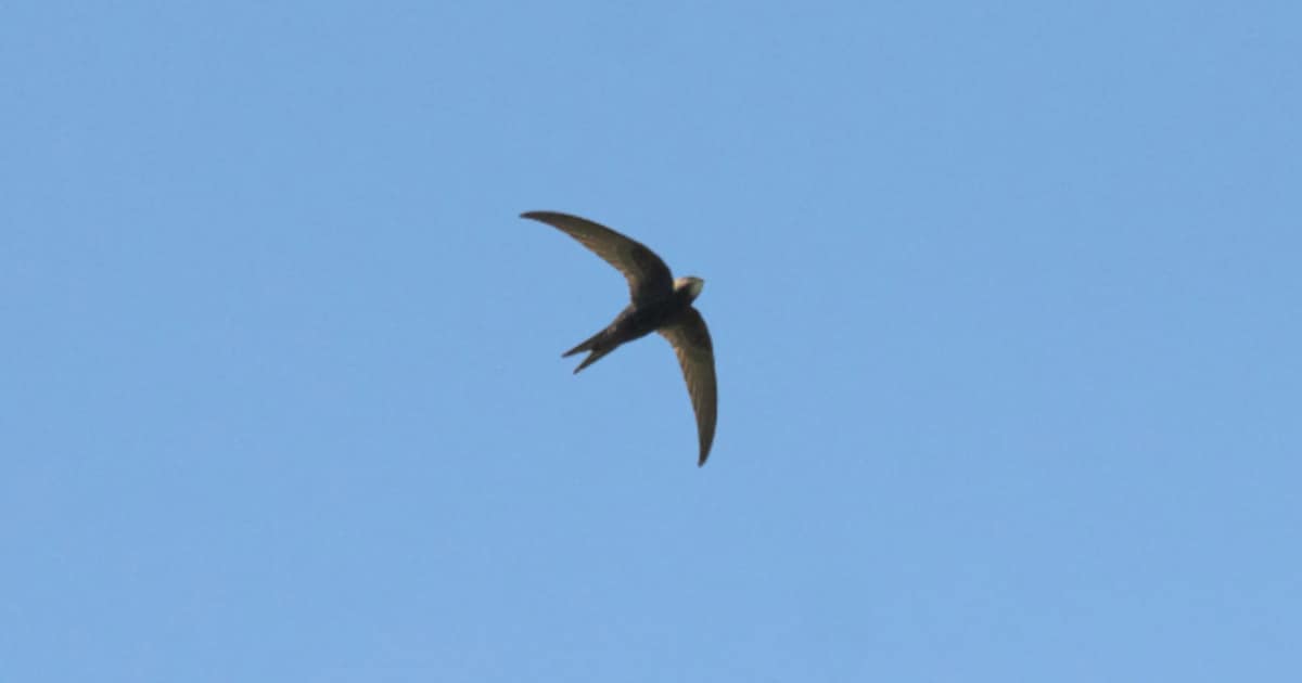 Lezing over gierzwaluwen in natuurcentrum ’t Klokhuis in Mierlo
