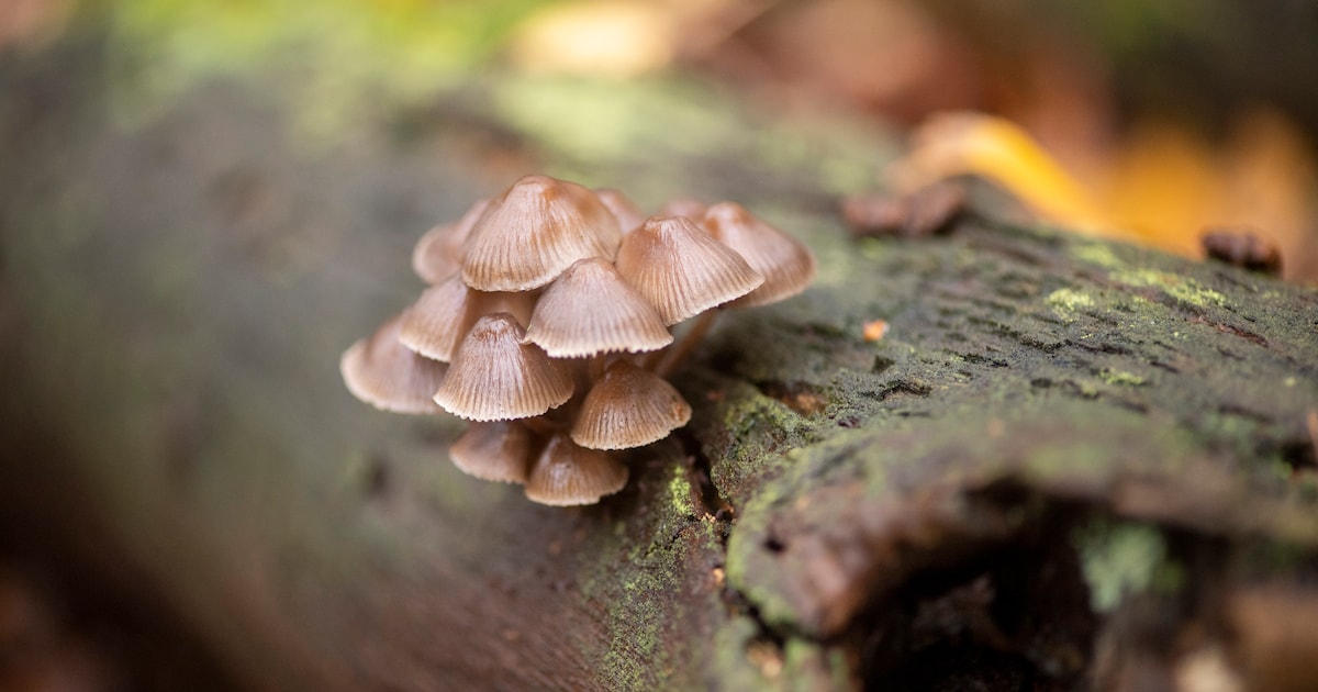 IVN Mierlo houdt rondje natuur over paddenstoelen op hout