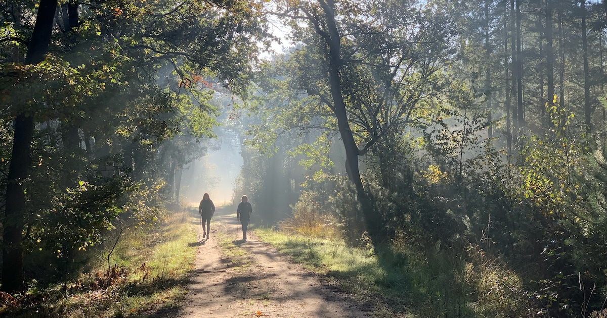 Natuurwandeling in de Krabbebossen bij Rijsbergen