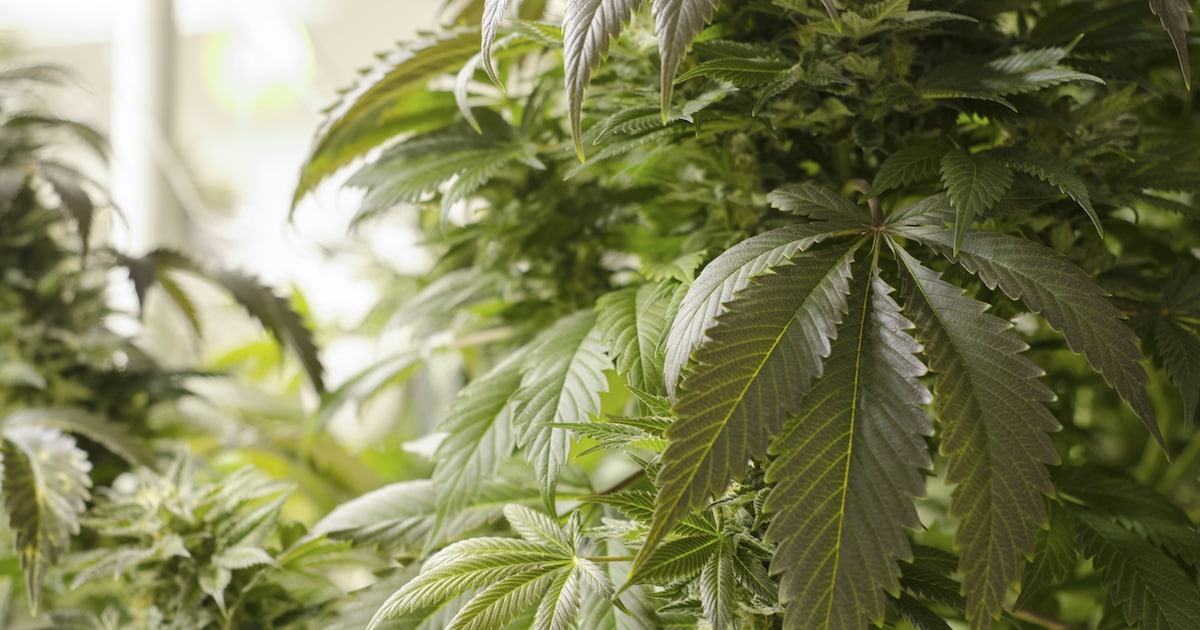 Woning in Duizel tijdelijk dicht na drugsvondst